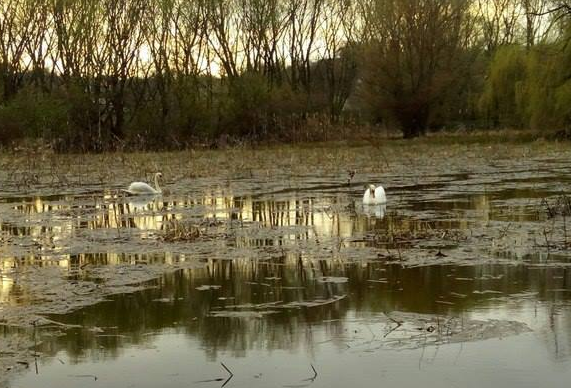 Юрківські лебеді